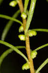 Piedmont marsh elder